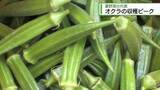 「代表的な夏野菜「オクラ」　阿南市で収穫最盛期【徳島】」の画像1