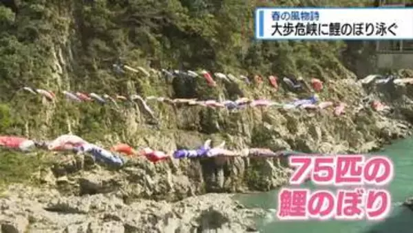 春の風物詩　大歩危峡に鯉のぼり泳ぐ【徳島】