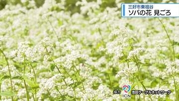 三好市東祖谷でソバの花が見ごろ　畑一面に秋の訪れ【徳島】