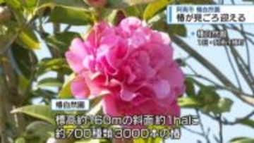 阿南・椿自然園で椿が見ごろ　園内に700種類・3000本【徳島】