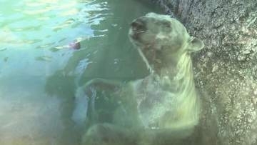 動物たちも猛暑にうんざり？　動物園の暑さ対策【徳島】
