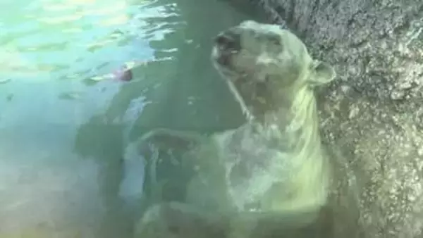 動物たちも猛暑にうんざり？　動物園の暑さ対策【徳島】