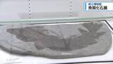 「魚類の化石を特別展示　文化の森・県立博物館【徳島】」の画像1