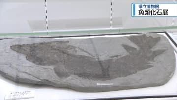 魚類の化石を特別展示　文化の森・県立博物館【徳島】