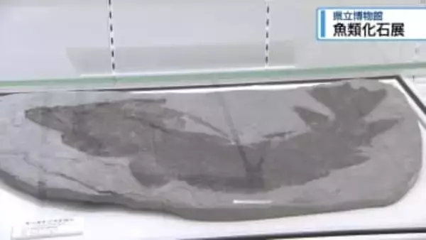 魚類の化石を特別展示　文化の森・県立博物館【徳島】