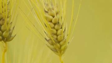 消滅危機の「はだか麦」を守る　つるぎ町・最後の生産農家【徳島】