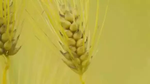 消滅危機の「はだか麦」を守る　つるぎ町・最後の生産農家【徳島】