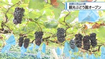吉野川市で「観光ぶどう園」オープン　夏休みの子どもたちが頬張る【徳島】