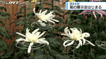 吉野川市で市の花「菊」の展示会 大菊人形も【徳島】