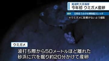 今季初のウミガメ産卵　美波町・大浜海岸【徳島】