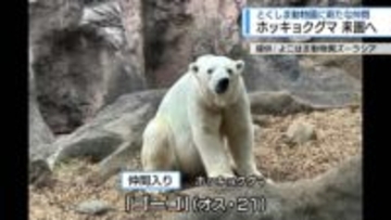 ホッキョクグマ「ゴーゴ」がやって来る！　ポロロとの繁殖期待【徳島】