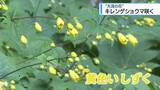 「黄色いしずく　西祖谷の植物園でキレンゲショウマ見ごろ【徳島】」の画像1