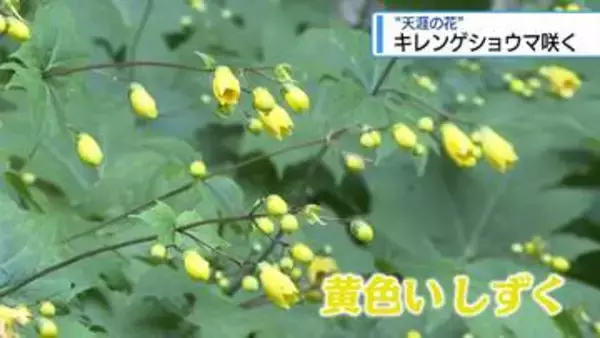 黄色いしずく　西祖谷の植物園でキレンゲショウマ見ごろ【徳島】
