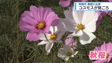 約100万本のコスモス見ごろ　阿南市の那賀川北岸【徳島】
