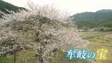 「その桜に物語あり　樹齢100年「牟岐妙見一本桜」【徳島】」の画像1