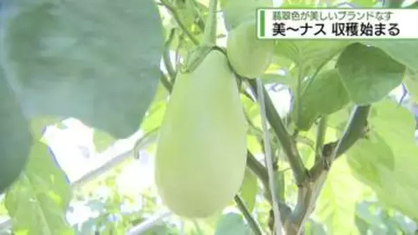 翡翠色が目を惹く「美～ナス」　阿波市で収穫始まる【徳島】