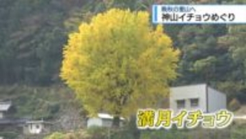 晩秋の里山へ　神山イチョウめぐり【徳島】