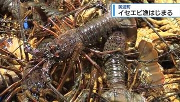 イセエビ漁始まる　美波町・日和佐町漁協【徳島】