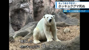 とくしま動物園にやって来るはずが…　ホッキョクグマ「ゴーゴ」死ぬ【徳島】