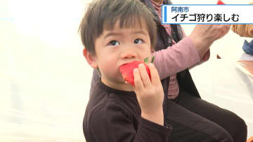 イチゴ狩り楽しむ　阿南市の農園【徳島】