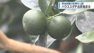 原油高騰の影響を心配　ハウススダチ出荷はじまる【徳島】