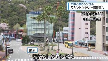徳島市中心部のシンボル「ワシントンヤシ」一部撤去へ　地震で倒木のリスク【徳島】