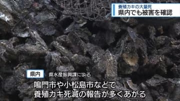 県内でも被害確認　養殖カキの大量死【徳島】
