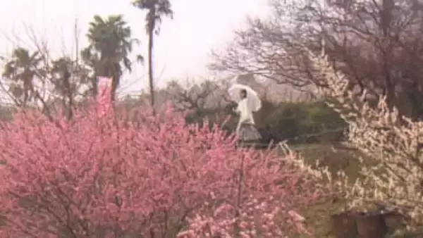 約1万本の梅が見ごろ　神山町・阿川梅の里【徳島】