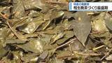 「特産の発酵茶　「相生晩茶」づくり最盛期　【徳島】」の画像1