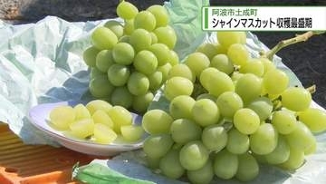 高級「シャインマスカット」収穫最盛期　阿波市土成町【徳島】