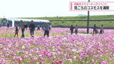 「満開のコスモスを歩きながら満喫　阿南市でウォーキングイベント【徳島】」の画像1