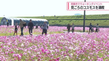 満開のコスモスを歩きながら満喫　阿南市でウォーキングイベント【徳島】