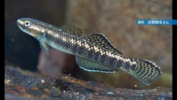 絶滅危惧種「ハヤセボウズハゼ」　四国で初めて発見【徳島】