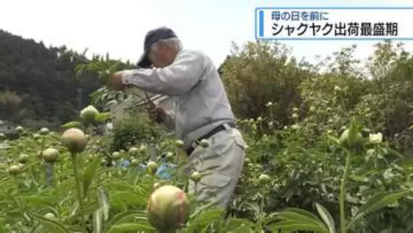「母の日」のプレゼントに　シャクヤクの出荷最盛期【徳島】