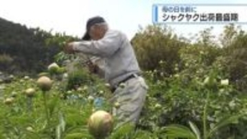 「母の日」のプレゼントに　シャクヤクの出荷最盛期【徳島】
