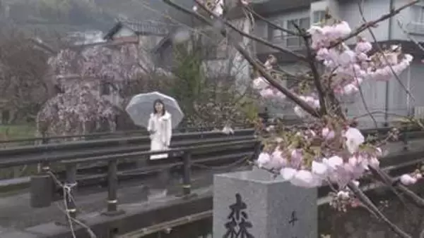 街道がピンクに染まる　「勝浦さくら祭り」始まる【徳島】