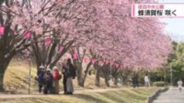 早咲きの「蜂須賀桜」7分咲き　徳島中央公園【徳島】