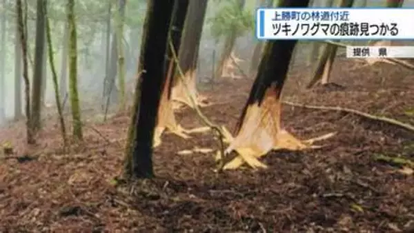 上勝町の林道付近で「ツキノワグマ」の痕跡　県が注意よびかけ【徳島】