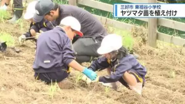 全校児童6人でヤツマタの苗植え付け　三好市東祖谷【徳島】