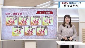 「徳島の開花発表はいつ？」　佐々木予報士がマメテン予想【徳島】