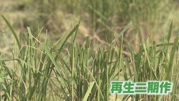 価格下落が追い打ち…コメ農家は活路を見出せるか　「再生二期作」長期取材から【徳島】