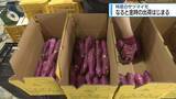 「シーズン到来　「なると金時」出荷始まる【徳島】」の画像1