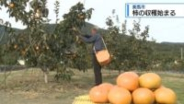 柿の収穫始まる　美馬市【徳島】