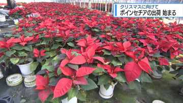 クリスマスに向けて　ポインセチアの出荷始まる【徳島】