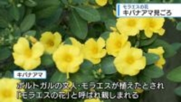 モラエスの花　キバナアマ見ごろ【徳島】