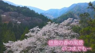 今、咲き誇る　「けんみんボックス」に桜の便り続々【徳島】