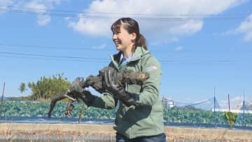 全国３位の生産量　レンコン収穫＆グルメ【徳島】