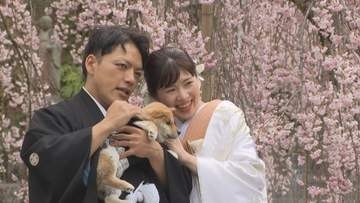 石井町で「天堂のしだれ桜」見ごろ　春の絶景映えスポット【徳島】