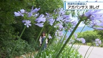 阿波市の県道沿い　南アフリカ原産「アガパンサス」咲く【徳島】