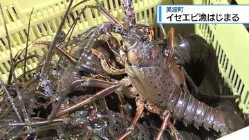 美波町でイセエビ漁はじまる　台風で2週間遅れ【徳島】